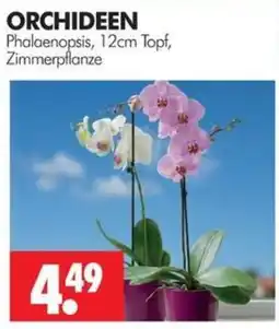 Wreesmann ORCHIDEEN Phalaenopsis Angebot