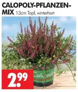 Wreesmann CALOPOLY-PFLANZEN-MIX Angebot