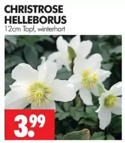 Wreesmann CHRISTROSE HELLEBORUS Angebot