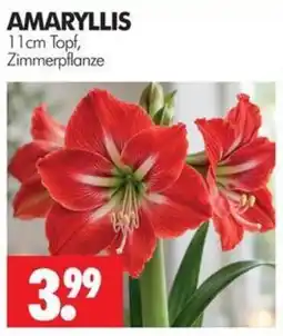 Wreesmann AMARYLLIS Angebot