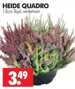 Wreesmann HEIDE QUADRO Angebot