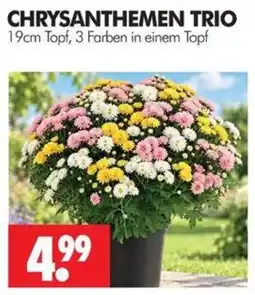 Wreesmann CHRYSANTHEMEN TRIO Angebot