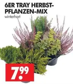 Wreesmann 6ER TRAY HERBST-PFLANZEN-MIX Angebot