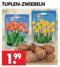 Wreesmann Tuplen-Zwiebeln Angebot