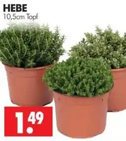 Wreesmann HEBE Angebot
