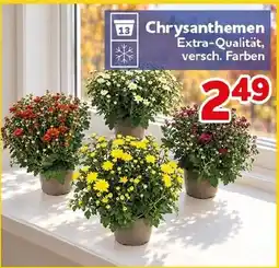 CENTERSHOP Chrysanthemen Extra-Qualität Angebot