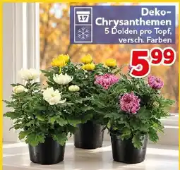 CENTERSHOP Deko-Chrysanthemen Angebot