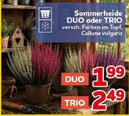CENTERSHOP Sommerheide DUO oder TRIO Angebot