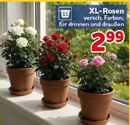 CENTERSHOP XL-Rosen Angebot