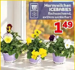 CENTERSHOP Hornveilchen ICEBABIES Angebot