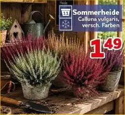 CENTERSHOP Sommerheide Angebot