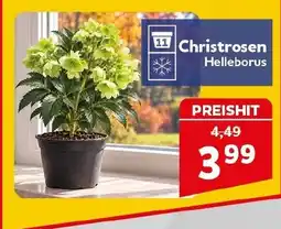 CENTERSHOP Christrosen Helleborus Angebot