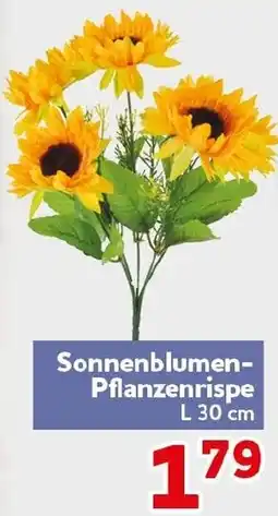 CENTERSHOP Sonnenblumen-Pflanzenrispe Angebot