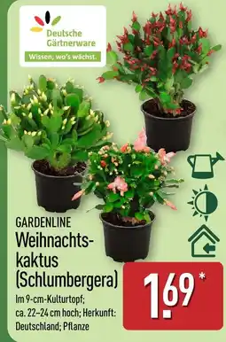 Aldi Nord GARDENLINE Weihnachtskaktus (Schlumbergera) Angebot