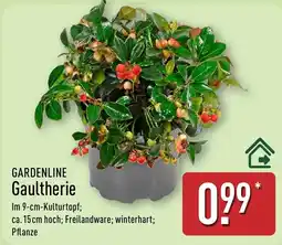 Aldi Nord GARDENLINE Gaultherie Angebot