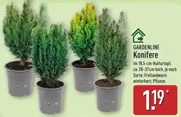 Aldi Nord GARDENLINE Konifere Angebot