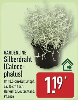 Aldi Nord GARDENLINE Silberdraht (Calocerphalus) Angebot