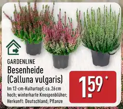 Aldi Nord GARDENLINE Besenheide (Calluna vulgaris) Angebot