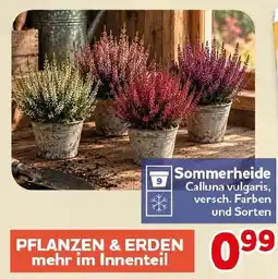 CENTERSHOP Sommerheide Calluna vulgaris Angebot