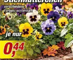 Posten Börse Stiefmütterchen Angebot