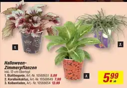 toom Baumarkt Halloween-Zimmerpflanzen Angebot