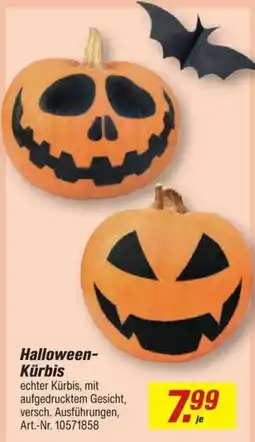 toom Baumarkt Halloween-Kürbis Angebot
