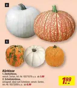 toom Baumarkt Kürbisse Angebot