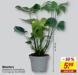 toom Baumarkt Monstera Angebot