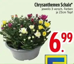 Edeka Chrysanthemen Schale Angebot