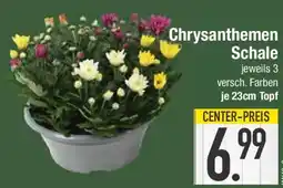 E-Center Chrysanthemen Schale Angebot