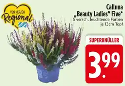 Edeka Calluna „Beauty Ladies" Five Angebot