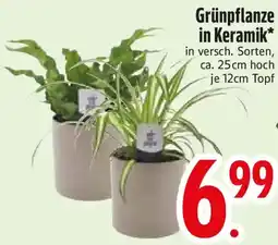 Edeka Grünpflanze in Keramik Angebot