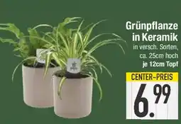E-Center Grünpflanze in Keramik Angebot