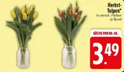 Edeka Herbst-Tulpen Angebot