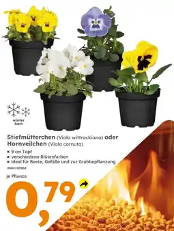 Globus Baumarkt Stiefmütterchen oder Hornveilchen Angebot