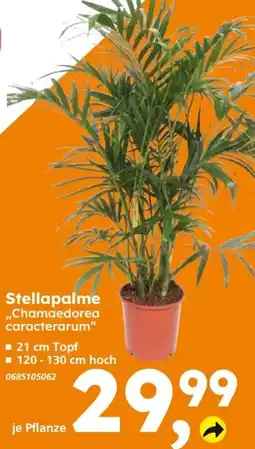 Globus Baumarkt Stellapalme "Chamaedorea caracterarum" Angebot