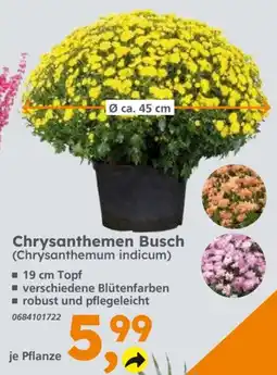 Globus Baumarkt Chrysanthemen Busch (Chrysanthemum indicum) Angebot