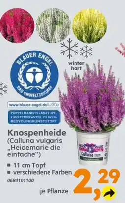 Globus Baumarkt Knospenheide (Calluna vulgaris „Heidemarie die einfache“) Angebot