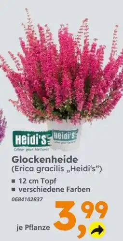 Globus Baumarkt Glockenheide (Erica gracilis „Heidi’s“) Angebot