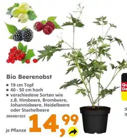 Globus Baumarkt Bio Beerenobst Angebot