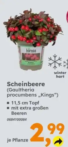 Globus Baumarkt Scheinbeere Kings Angebot