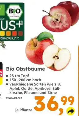 Globus Baumarkt Bio Obstbäume Angebot