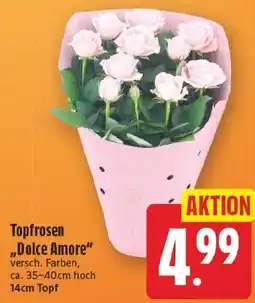 EDEKA Wucherpfennig Topfrosen "Dolce Amore" Angebot