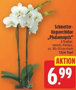 EDEKA Wucherpfennig Schmetterlingsorchidee "Phalaenopsis" Angebot
