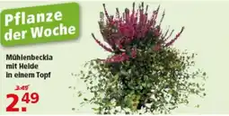 Multi Markt Mühlenbeckla mit Heide in einem Topf Angebot