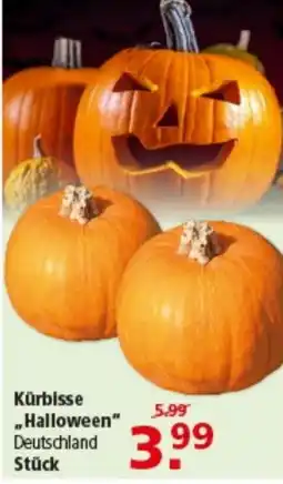 Multi Markt Kürbisse "Halloween" Deutschland Angebot