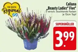 Edeka Scherer Calluna "Beauty Ladies" Five* Angebot