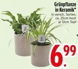 Edeka Scherer Grünpflanze in Keramik Angebot