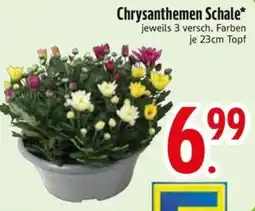 Edeka Scherer Chrysanthemen Schale* Angebot