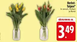 Edeka Scherer Herbst-Tulpen* Angebot